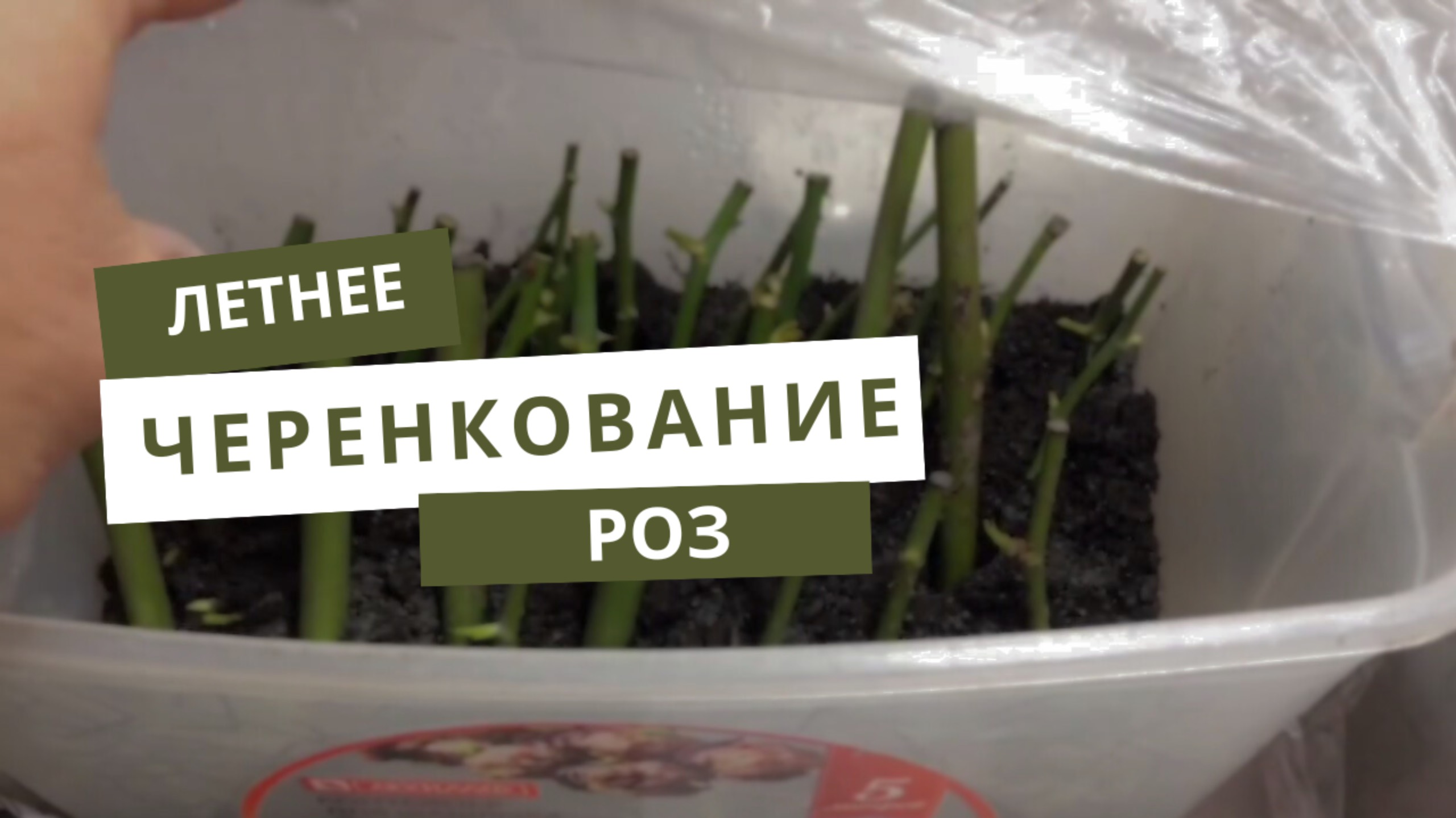 ЛЕТНЕЕ ЧЕРЕНКОВАНИЕ РОЗ БЫСТРЫЙ РЕЗУЛЬТАТ смотреть онлайн