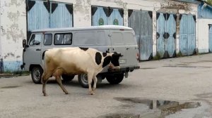 Кто пасется на лугу?