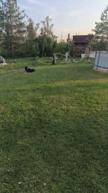 Закупил туи и можжевельники, полное видео на канале смотреть онлайн