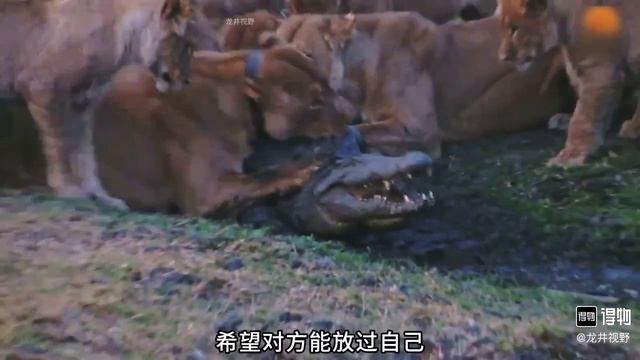 львы смотреть онлайн