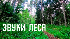 Звуки горного леса / Пение птиц в горном лесу / Северный Кавказ