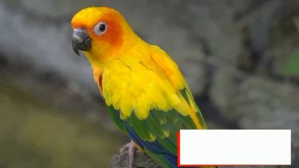 04. Educational video