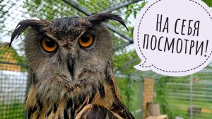 Сова Ёль опять мочит ухи под дождём и сушит их под крышей. Пытаюсь добыть совиное перо, сова против