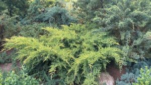 Можжевельник Голд Стар