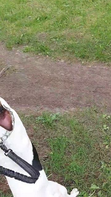 Майк псих. На репиже. Майкомка бобёр)