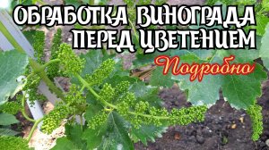 ОБРАБОТКА ВИНОГРАДА перед цветением. ПОДРОБНО.