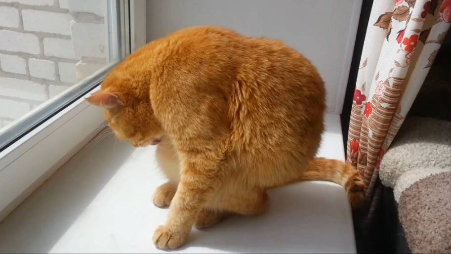 Кот умывается. Часть 2 смотреть онлайн