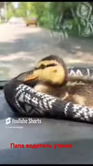 #Shorts   #Водитель  #Утенок