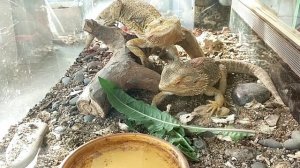 Домработница Джес☀️Кормление енотиков☀️Драконы любят одуванчики🥗 Укрощение Северного оленя🦌Козлы