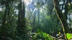 Тропы в джунглях - Красивый тропический лес.