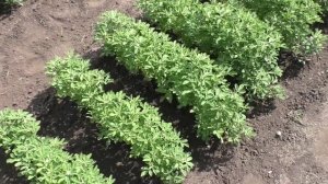 Пажитник начал цвести