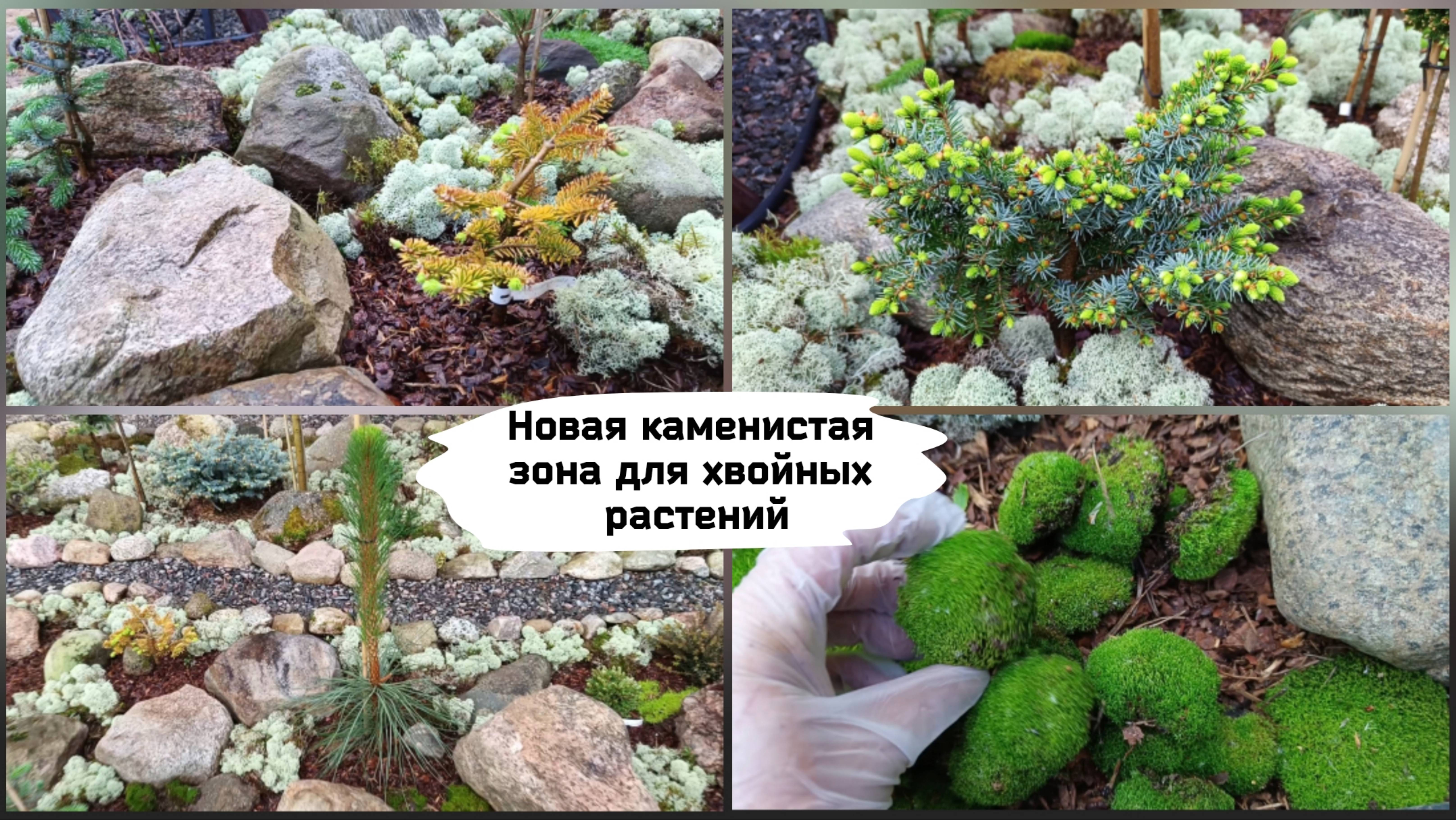 Новая каменистая зона для хвойных растений. смотреть онлайн