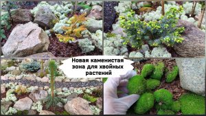 Новая каменистая зона для хвойных растений.