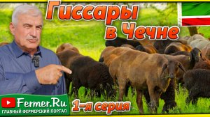 Чеченский опыт: как адаптируются гиссарские овцы Таджикистана в горах Кавказа