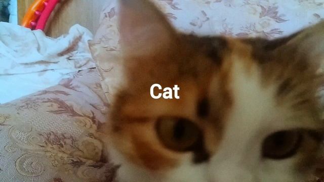Кошка.Cat.