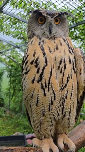 Мокренькая совушка под дождём болтается на качельках