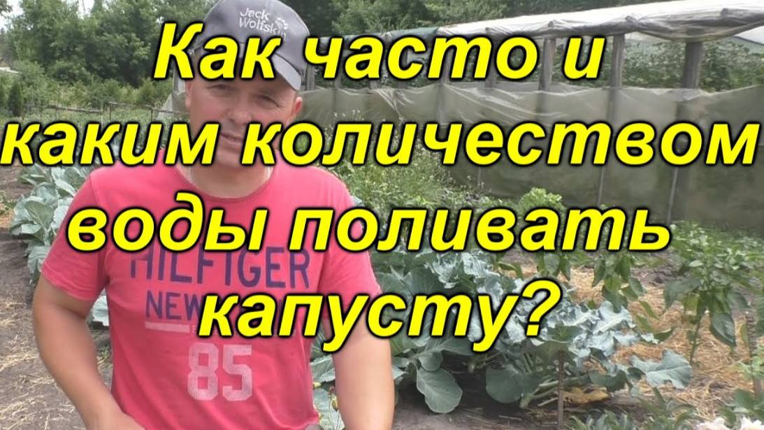 🥬🚿 Правильный полив капусты – как не залить и не засушить. смотреть онлайн