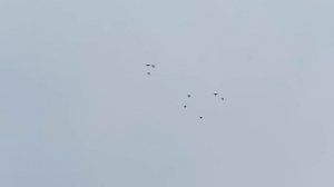 Полёт свердловских голубей 8 июня 2025 г