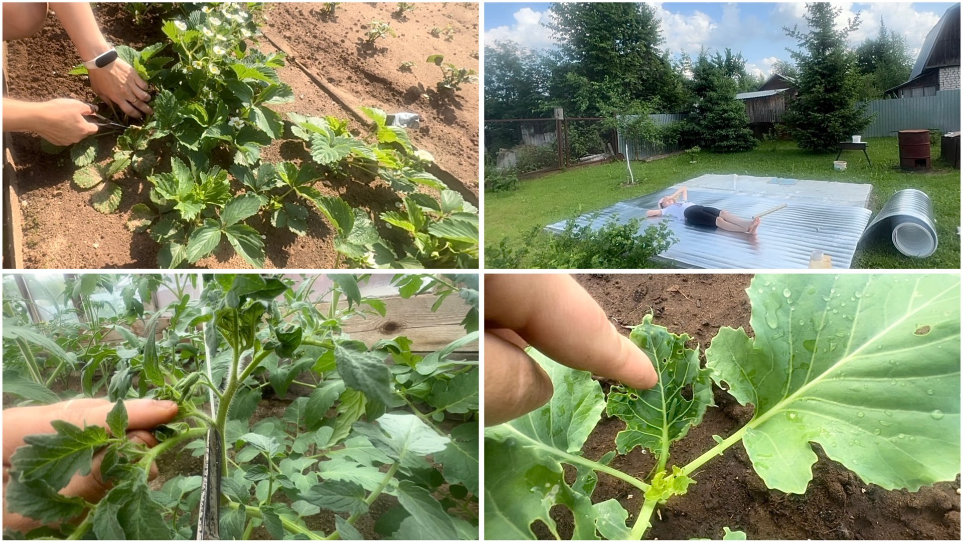 8 июня. На даче. Сетка на клубнику. Какие пасынки оставлять. Ставим бассейн. Капусту съели смотреть онлайн
