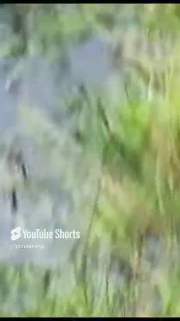 #Shorts    #Агрессия  #Утёнок