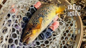 Ловля дикой форели и хариуса на лесных реках Ленинградской области