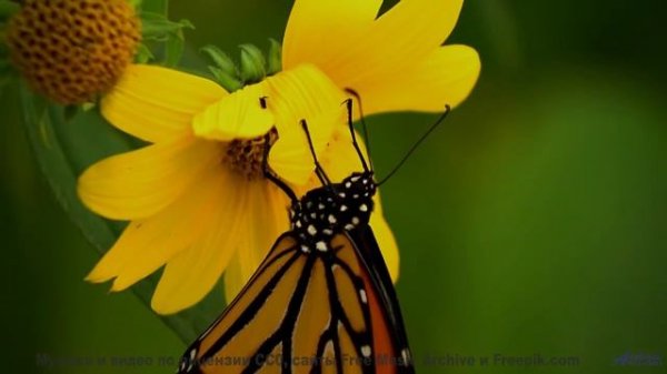 Хочется раствориться в зелени и музыке одновременно - Chemistry -- Makaih Beats -- Chemistry