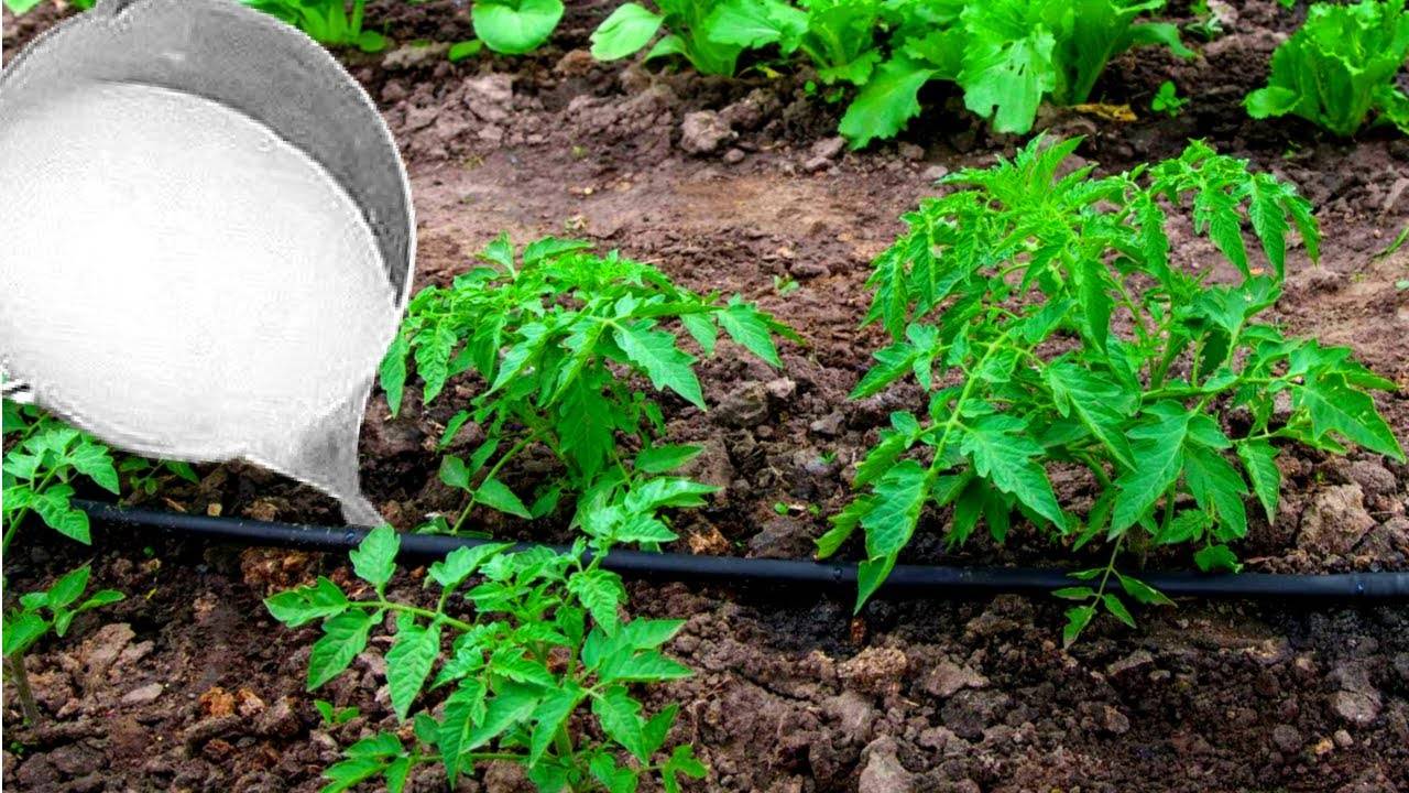 Помидоры в восторге от этой белой подкормки — проверенный рецепт!