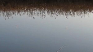 Ловля карася на поплавок.