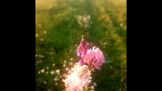 Люблю цветы и природу.mp4 смотреть онлайн