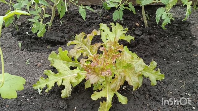 Дачные новости, ослепила огурчики. Высадила тыкву на лутрасил. Формирую вербейник монетчатый смотреть онлайн