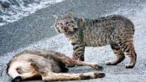 Вы не поверите как нападают эти Дикие кошки! Об этих кошках никто не знает!