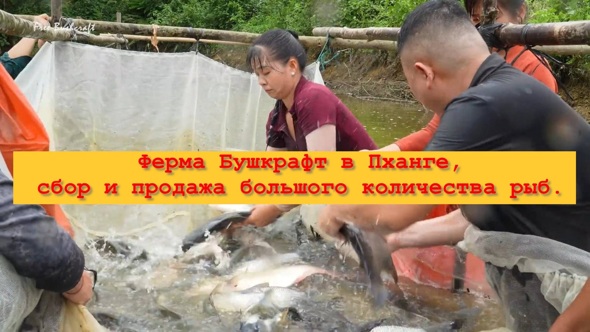 Ферма Бушкрафт в Пханге,сбор и продажа большого количества рыб. смотреть онлайн