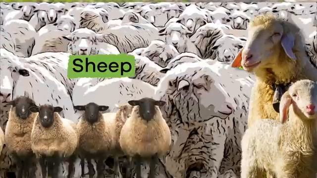 03. Learn all about these fun animals! смотреть онлайн