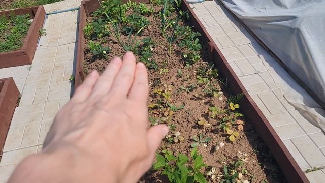 Жизнь в деревне. Едем за сеном. Цветы радуют. смотреть онлайн