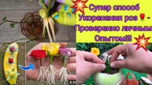 УКОРЕНЕНИЕ РОЗ БЫСТРЫЙ РЕЗУЛЬТАТ | СПОСОБ ИЗ ИНТЕРНЕТА