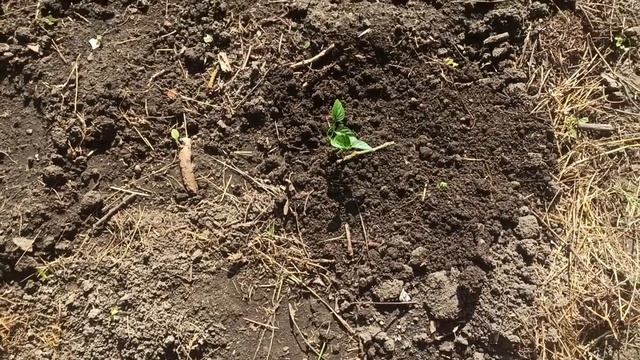 7 июня 2025 г. Куриный домик готов. смотреть онлайн