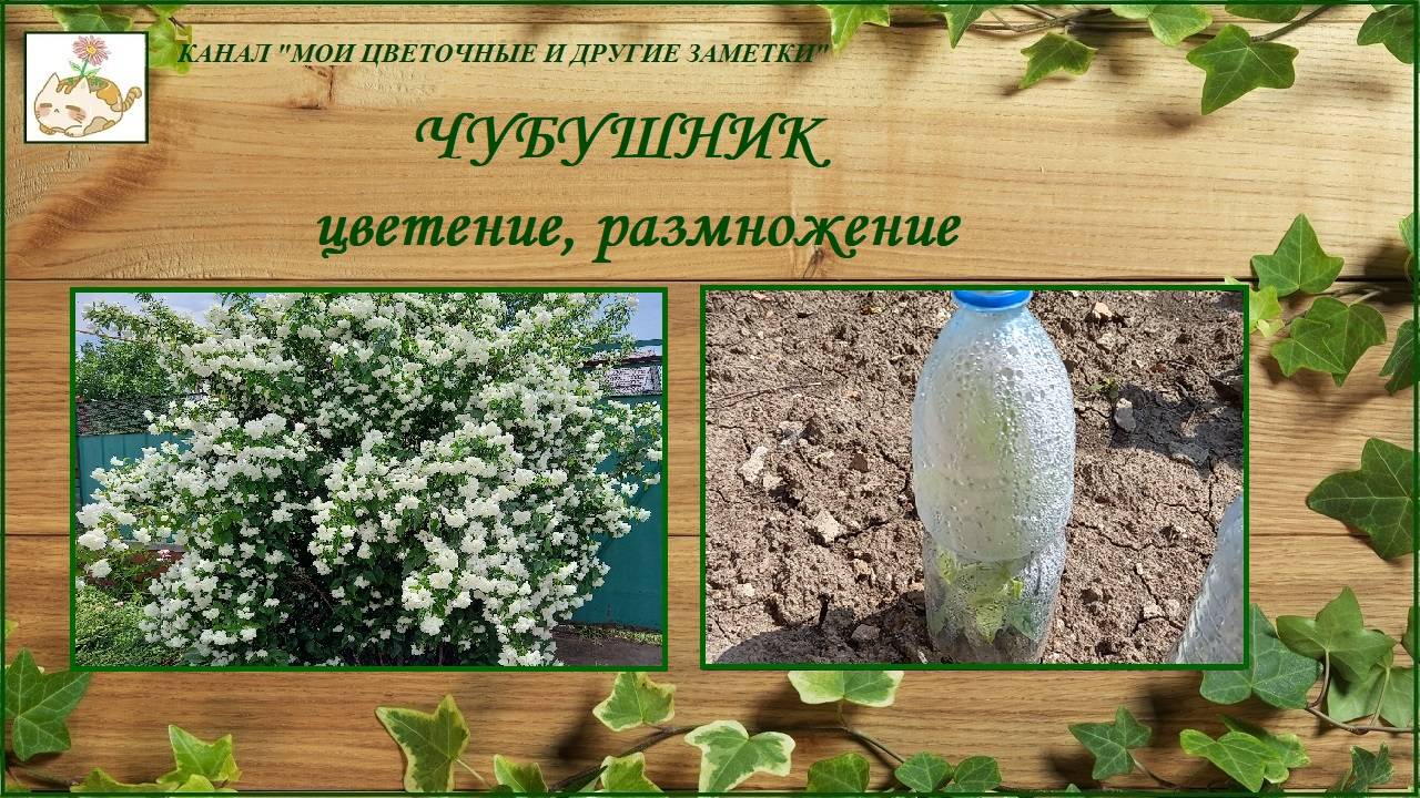 Чубушник (садовый жасмин) как размножить простой способ, уход, цветет чубушник махровый смотреть онлайн