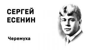 Сергей Есенин Черемуха Учить стихи легко Аудио Стихи Слушать Онлайн