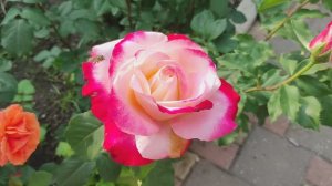 Розы. Будьте аккуратны с химией. Спасибо за неравнодушие🙏🏻🙏🏻🙏🏻