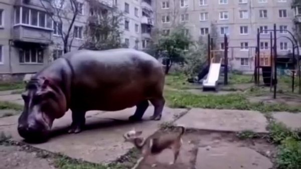 Пенсионерка и бегимот