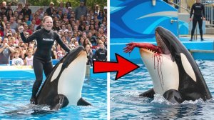 Последние мгновения Саванны Кэллоуэй, съеденной заживо косаткой!