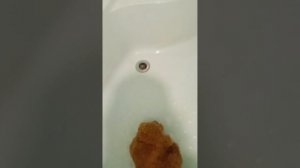 бумажные собаки. прогулка с Барни