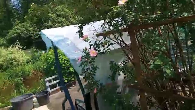 Шиповник цветёт смотреть онлайн