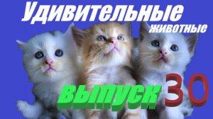Удивительные животные выпуск 30 #кошки #приколы #музыка