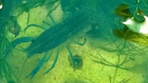 Мраморные раки 08-06-2025