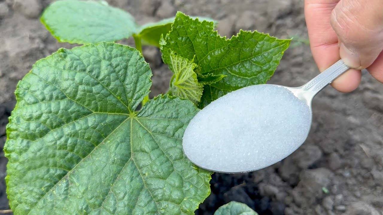 1 ложка в июне — и даже слабые огурцы, томаты, перцы оживают!