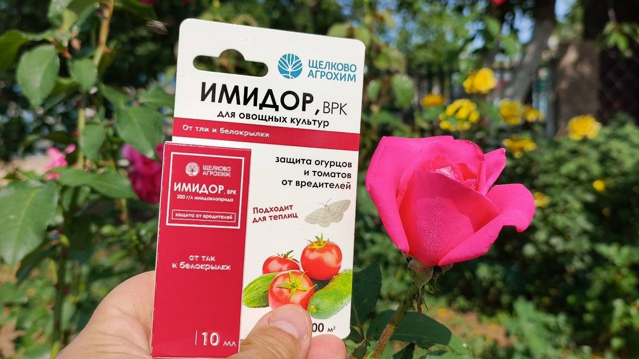 ИМИДОР – УБИВАЕТ ВСЁ? Реальный тест на розах, огурцах и перце. Результат шокировал! смотреть онлайн