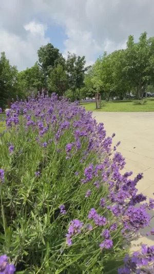 Лаванда цветёт