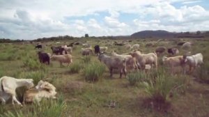 Козлы дерутся за самок!