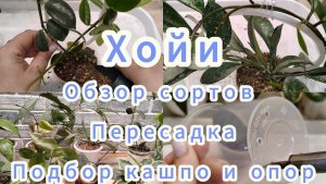 ХОЙИ | ОБЗОР СОРТОВ | ПЕРЕСАДКА | ПОДБОР КАШПО И ОПОР